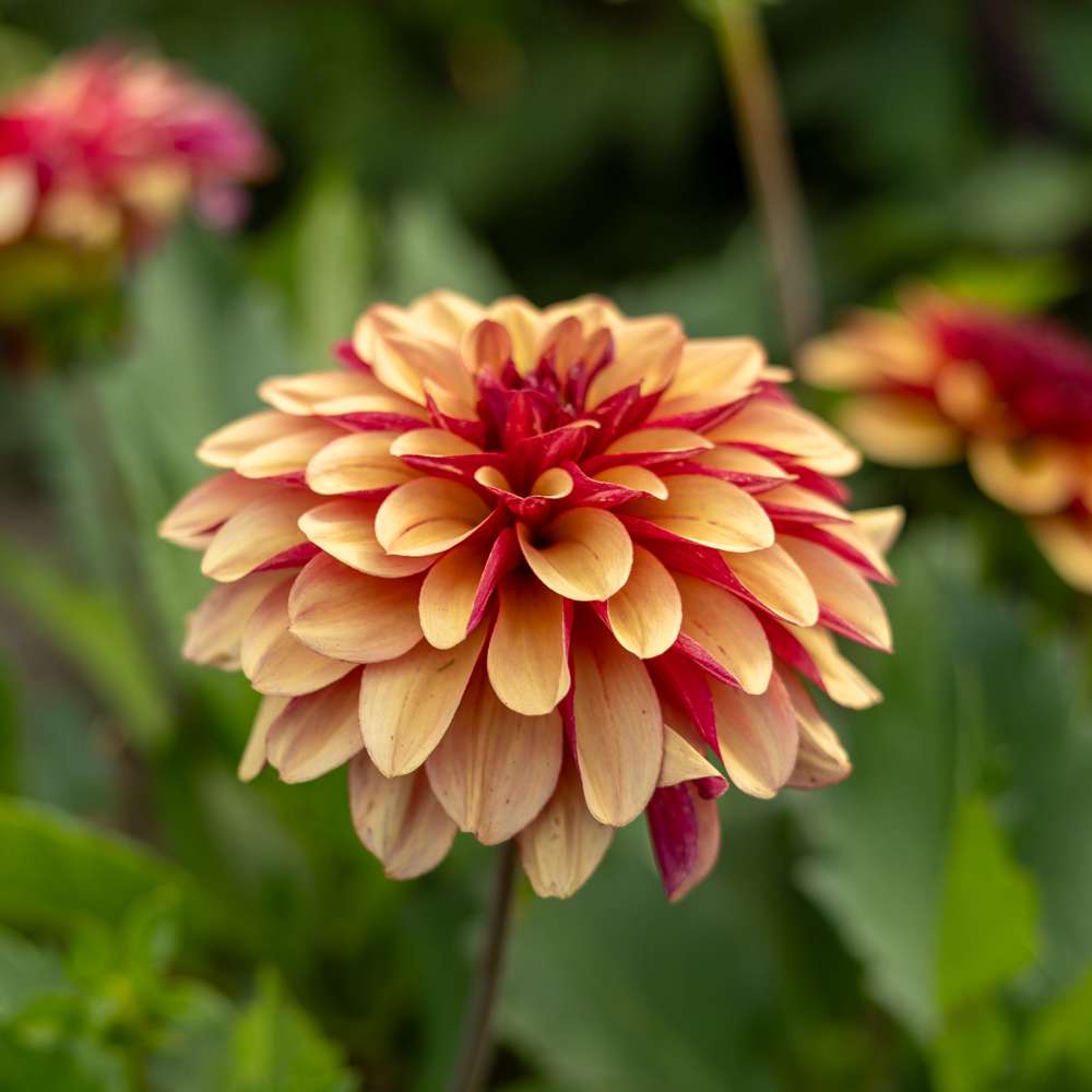 Dahlia 'Creme de Cognac'